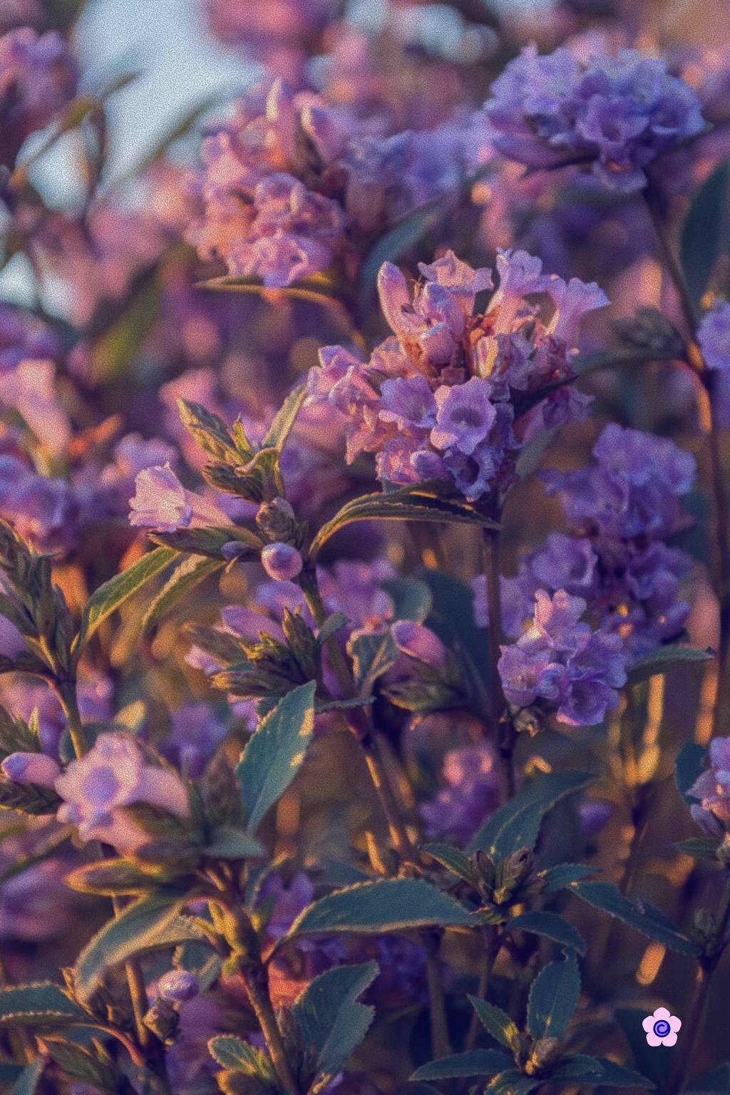 Elusive Bloom Vest Top