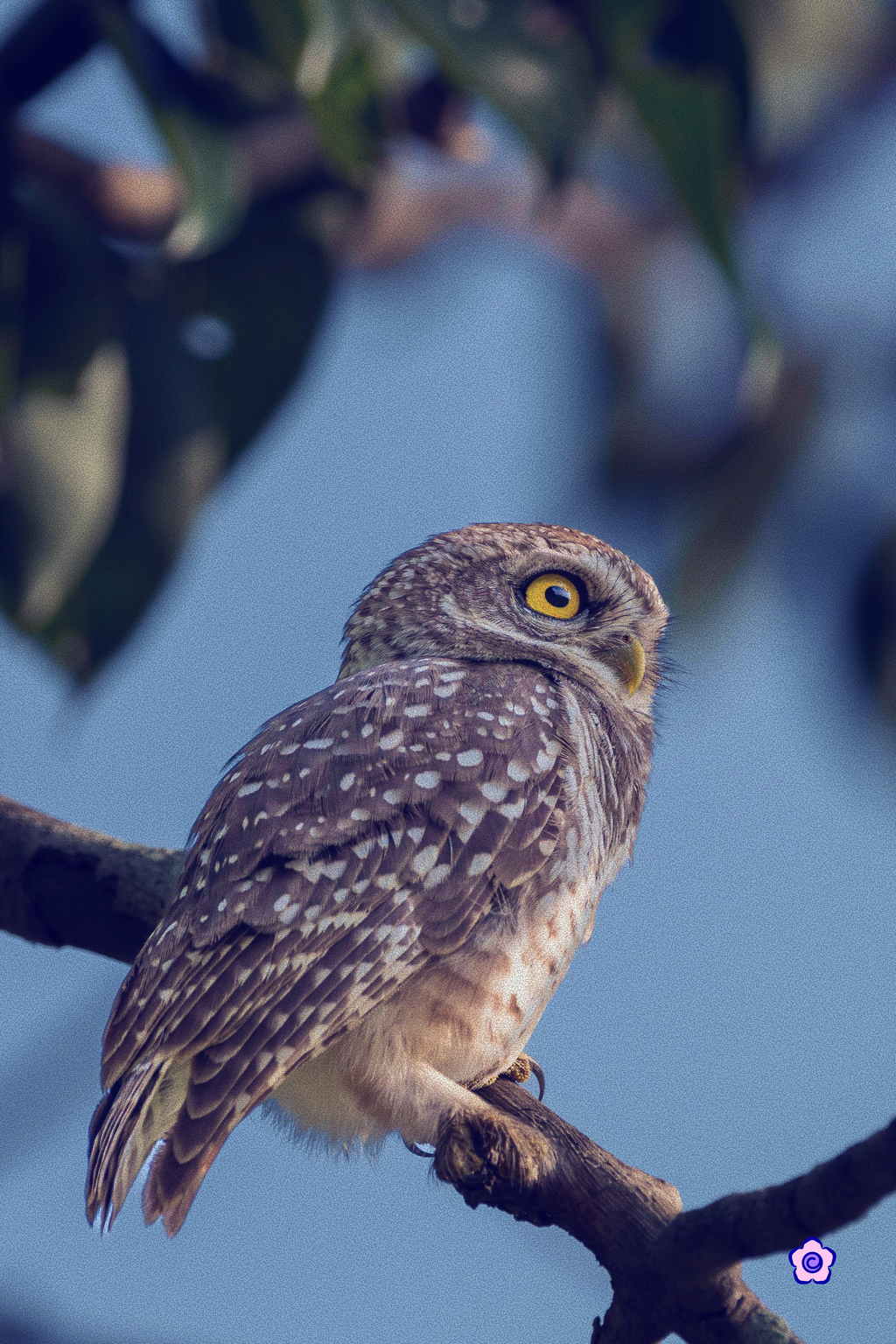 Nocturne Echo Blouse